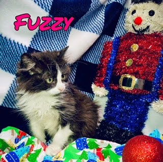 Fuzzy