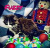 Fuzzy