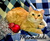 Marmalade