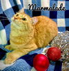 Marmalade