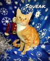 Squeak