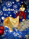 Squeak