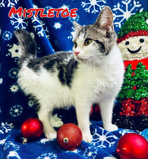 Mistletoe