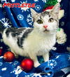 Mistletoe
