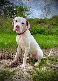 adoptable Dog in Pleasanton, TX named Goose