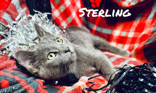 Sterling