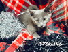 Sterling