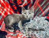 Sterling