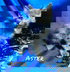 Aster