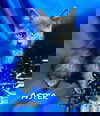 Aster