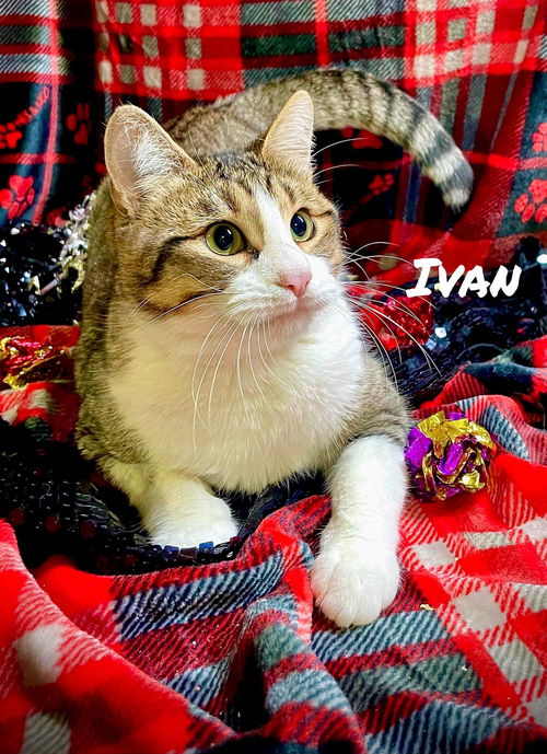 Ivan