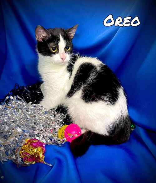 Oreo