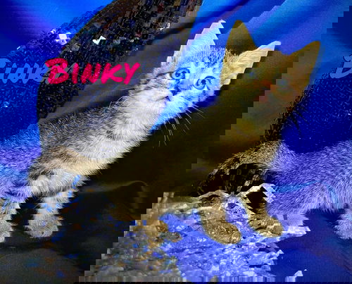 Binky