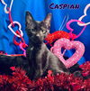 Caspian