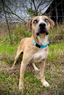 adoptable Dog in Pleasanton, TX named Beauregard