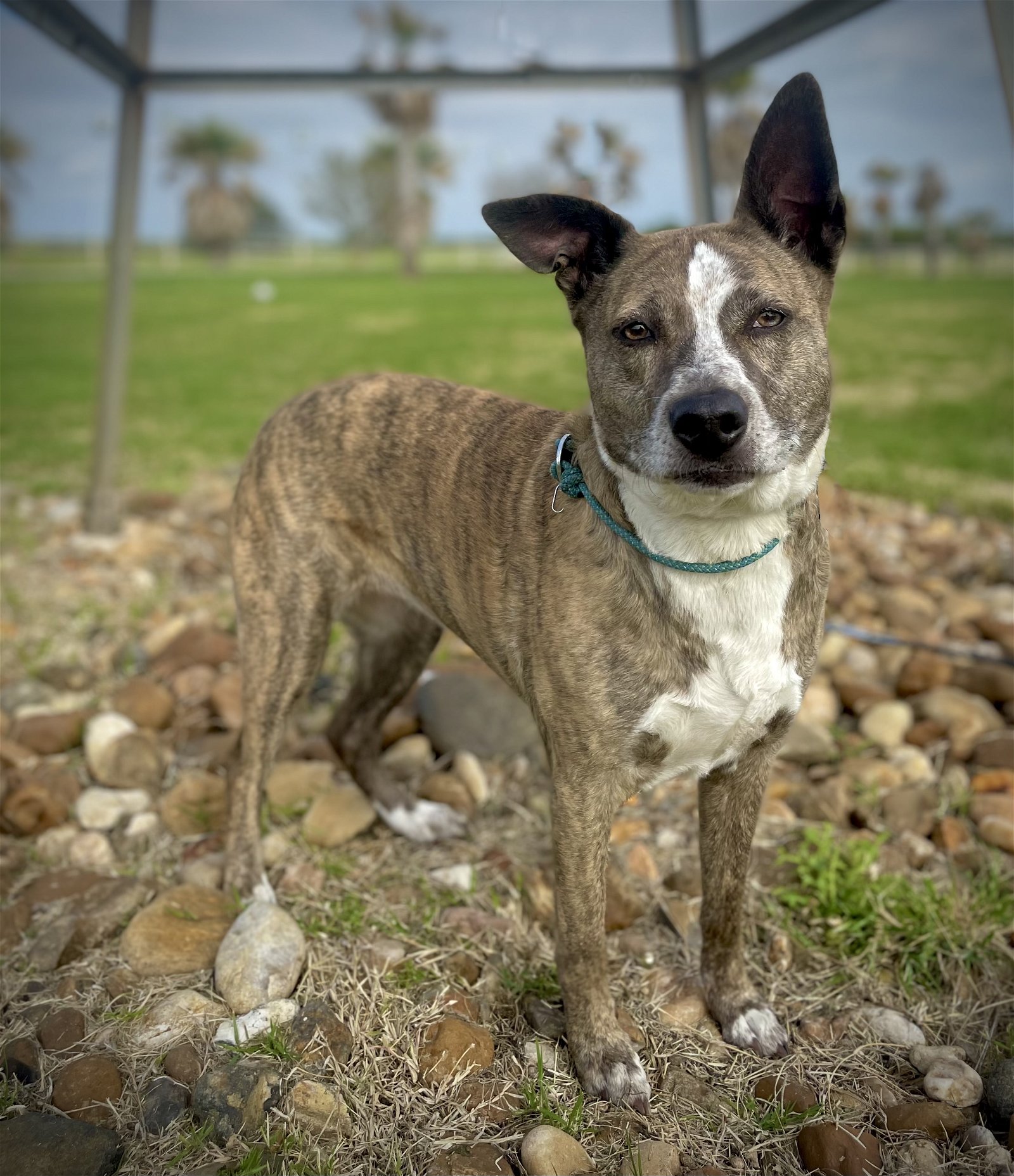 adoptable Dog in Pleasanton, TX named Lil Miss