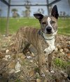 adoptable Dog in anton, TX named Lil Miss