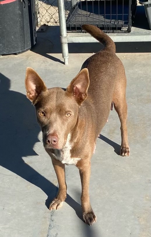 adoptable Dog in Pleasanton, TX named Nova