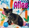 adoptable Cat in  named Ailee