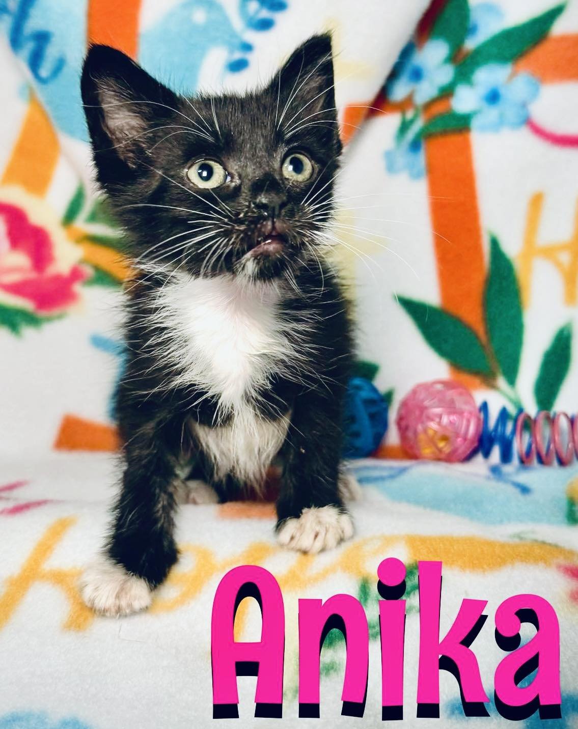 adoptable Cat in Pleasanton, TX named Anika