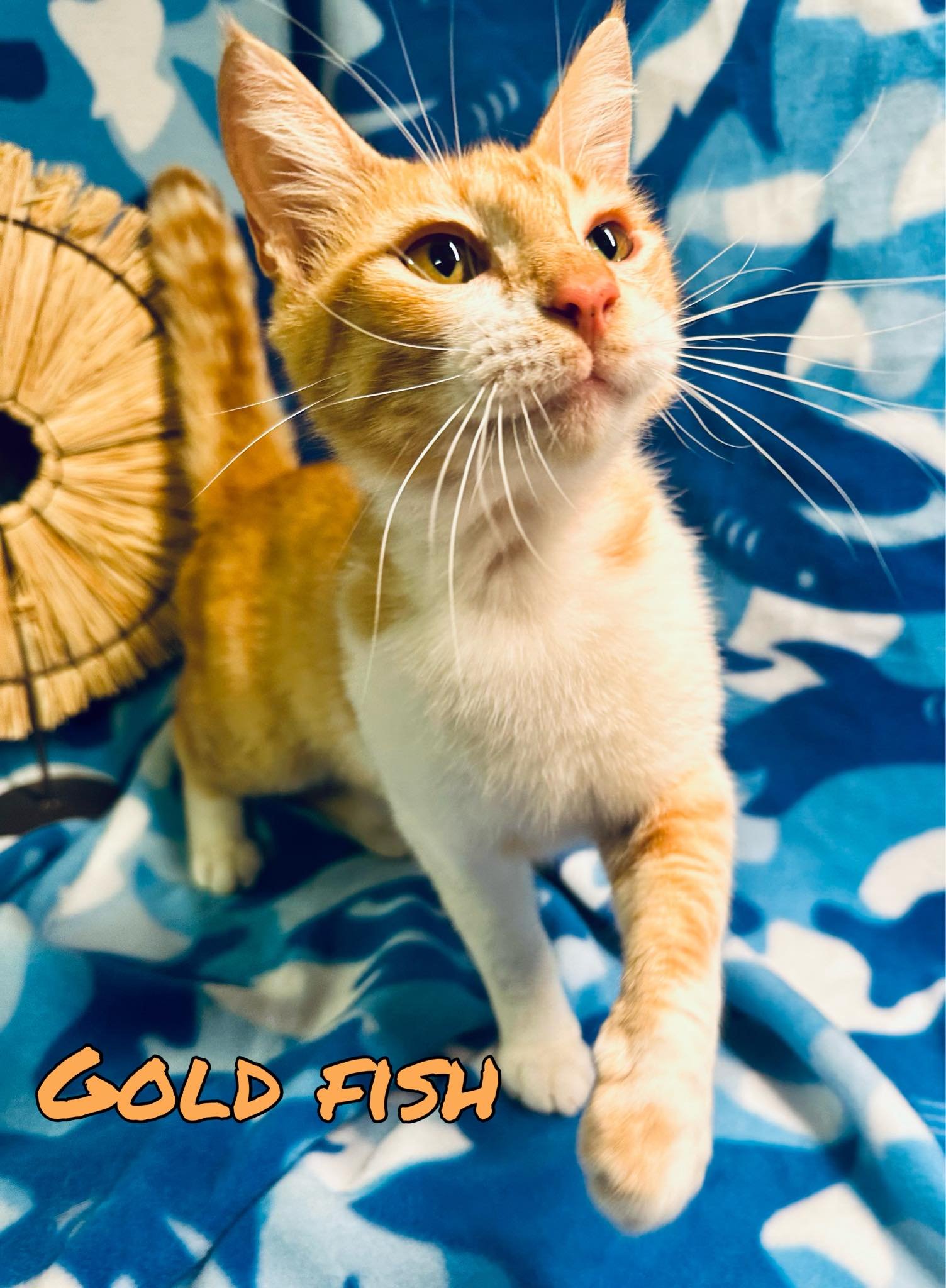 adoptable Cat in Pleasanton, TX named Gold Fish