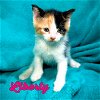 adoptable Cat in anton, TX named Liberty