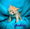 adoptable Cat in  named Justice