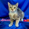 adoptable Cat in anton, TX named Alanis
