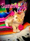 adoptable Cat in pleasanton, TX named Sunnie