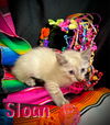 Sloan