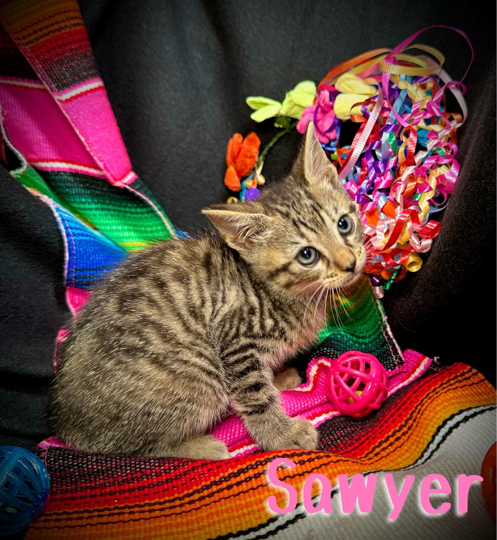 adoptable Cat in Pleasanton, TX named Sawyer