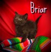 adoptable Cat in  named Briar