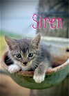 adoptable Cat in pleasanton, TX named Siren