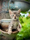adoptable Cat in pleasanton, TX named Silas
