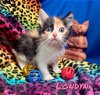 adoptable Cat in  named Londyn