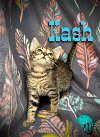 adoptable Cat in  named Kash