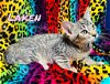 adoptable Cat in  named Laken