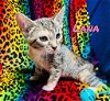 adoptable Cat in  named Lana