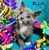 adoptable Cat in  named Ellis