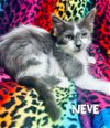 adoptable Cat in  named Neve