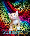 adoptable Cat in  named Gunner