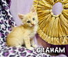 Graham