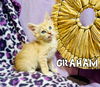 Graham