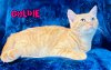 adoptable Cat in  named Goldie