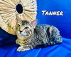 adoptable Cat in Pleasanton, TX named Tanner