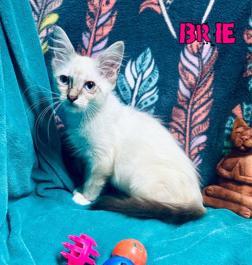 Brie