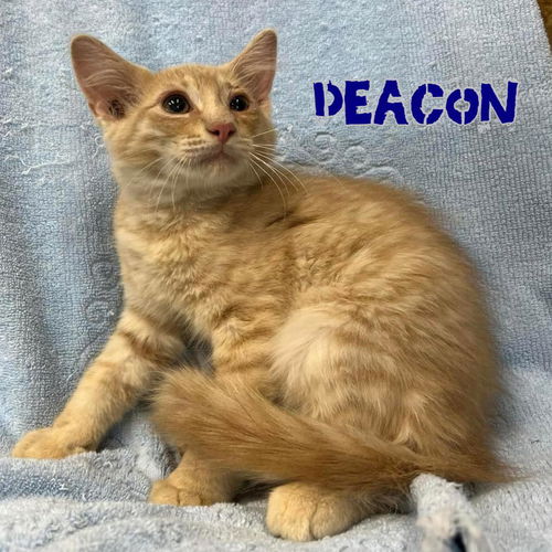 Deacon