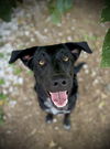 adoptable Dog in Pleasanton, TX named Bluebelle