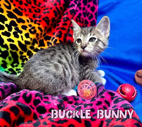 Buckle Bunny