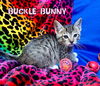 Buckle Bunny